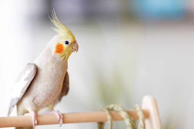 インコの種類や性別ごとの性格を紹介!飼いやすい性格のインコは?のサムネイル画像